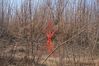 Filename=20090128_3916_end_of_survey_at_river.jpg
Filesize=81KiB
Dimensions=640x426
Date added=Jan 30, 2009 20090128_3916_end_of_survey_at_river.jpg